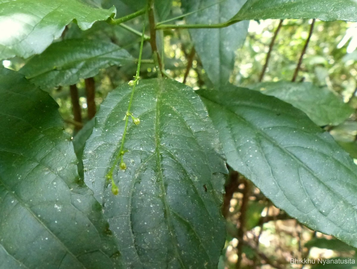 Micrococca oligandra (Müll.Arg.) Prain